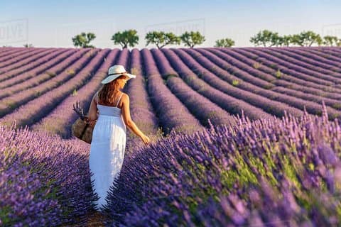 Provence en Lavander - privé en begeleide dagtour