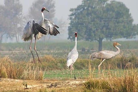 Jeep-Safari für Sarus-Kraniche im National Chambal Sanctuary von Agra