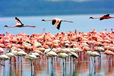 Manyara National Park Day Trip From Arusha