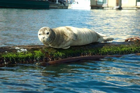 Victoria Harbour Kayak Tour
