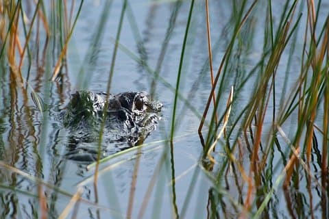 Privat rundtur: Florida Everglades och Wildlife Adventure