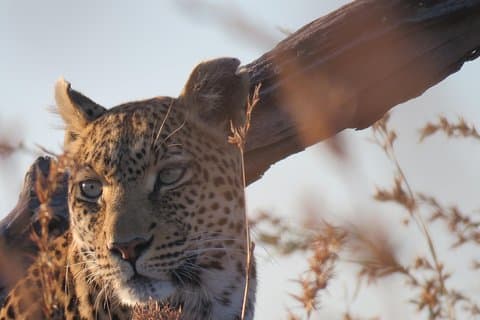 5 dage leopard safari