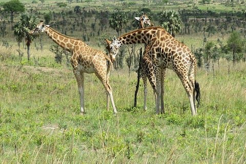 6 Tage Schimpansen, Gorillas & Murchison Falls Afrikas Big Five Experience Safari