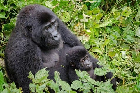 Gorillasporing og Batwa-kulturopplevelse