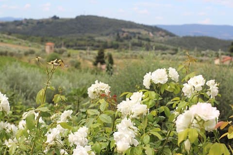 Fantastisch Toscane – biologische wijn- en kaastour – max 8 pp