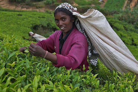 Kandy Nuwaraeliya 02 Days Tour fra Colombo eller Negombo