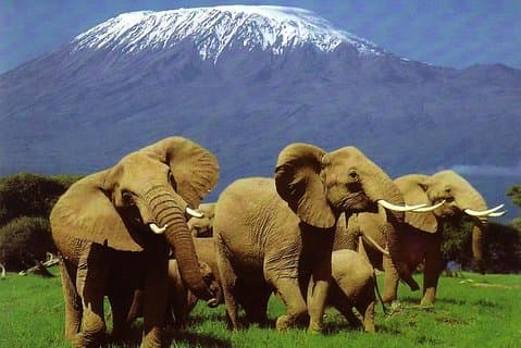 2 dias Amboseli Safari