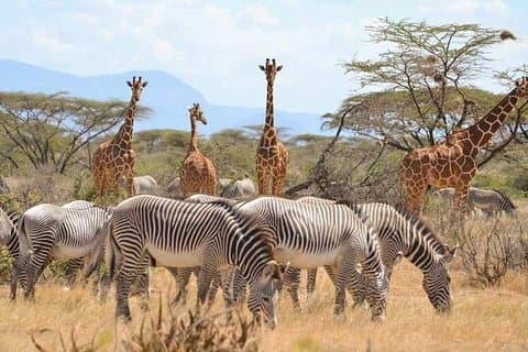 7 dias Maasai Mara, Lago Nakuru, Lago Naivasha e Samburu Safari