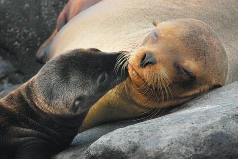 Tour di 4 giorni alle Isole Galapagos