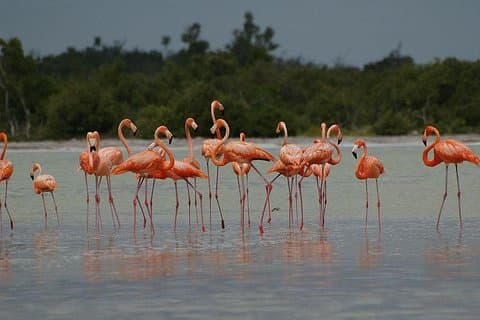 10-dagars Wildlife Adventure Ecofriendly Tour från Cancun