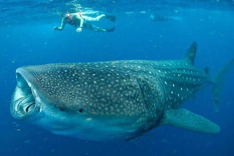 7 Day- Whale Shark Ecofriendly Tour in Cancun