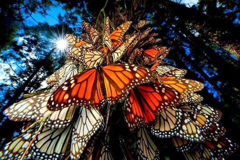 7 Day-Monarch Butterfly Ecofriendly Tour in Mexico