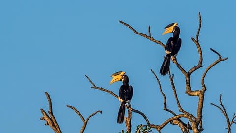 Circuit de 2 jours au parc national de Yala & Kumana depuis Colombo