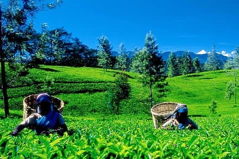 Excursión a Nuwara Eliya desde Colombo (2 días)