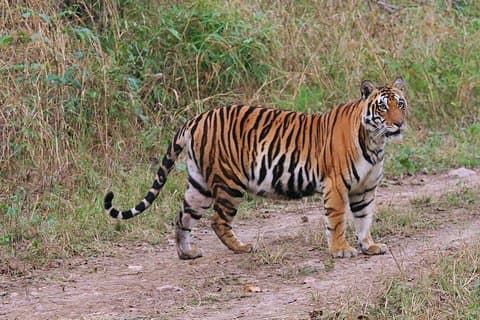 Tour della Riserva della Tigre di Sariska in India