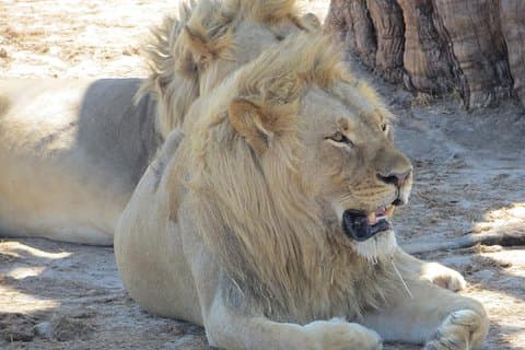 Hwange National Park & Victoria Falls 5 dagen Combo