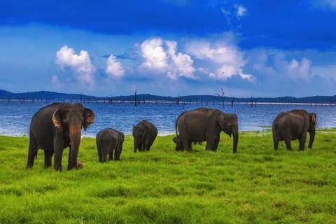 Udawalawe Jeep Safari - Hotéis em Ahungalla e Kosgoda