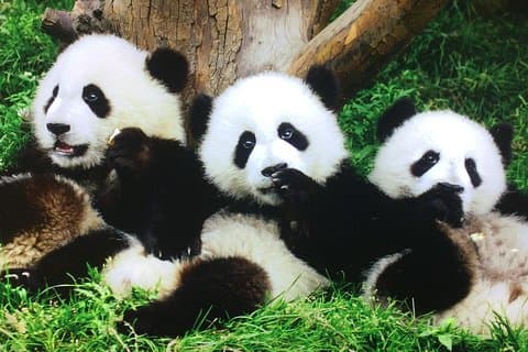 Visite privée de 2 jours à Xi'an et Chengdu avec séjour à l'hôtel