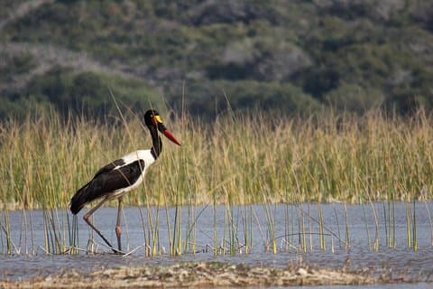3-tägige geführte Tour: Maputo Special Reserve