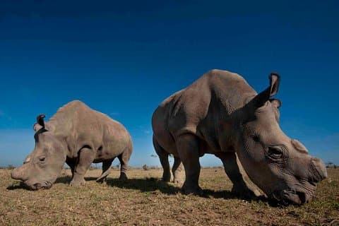 Dagstur til Olpejeta Conservancy fra Nairobi