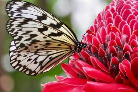 Houston Museum of Natural Science und Cockrell Butterfly Center