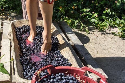 Private Grape stomping in Chianti from Florence