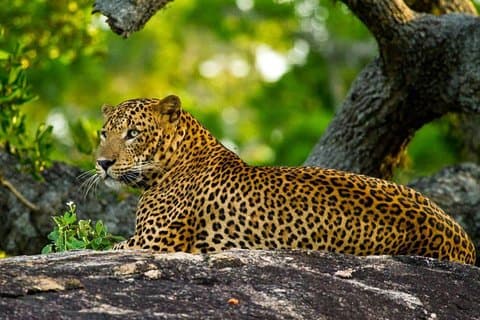 Yala Safari Day Trip from Bentota/ Kalutara/ Ahungalla/ Hikkaduwa