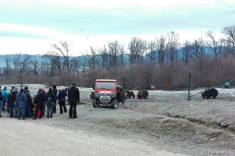LiBEARty - the Brown Bear Sanctuary from Zarnesti