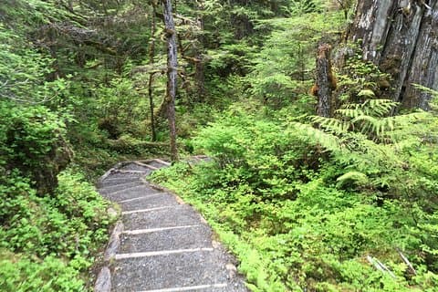 3 Hour Rainforest Walk & Totem Park Wild Wolf Tours