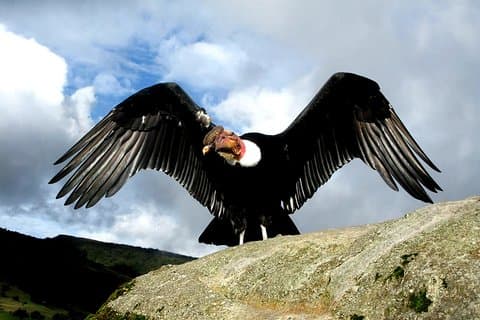 Eksklusiv Condor Observatory tur: Chonta Canyon fra Cusco