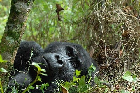 6-Day Uganda Gorilla Adventure (Fly-in)