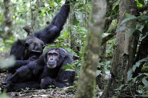 Tour clásico de 8 días por primates y vida salvaje de Uganda