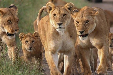 4 dagar Liten grupp massaj Mara och Lake Nakuru Safari