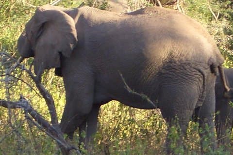 3-Night Safari from Nairobi: Lake Nakuru and Masai Mara