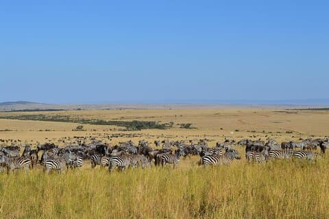 7 Tage Reiseroute durch Masai Mara, Nakuru, Amboseli, beide Tsavo und Mombasa