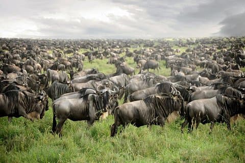 4 Days Tanzania spectacular