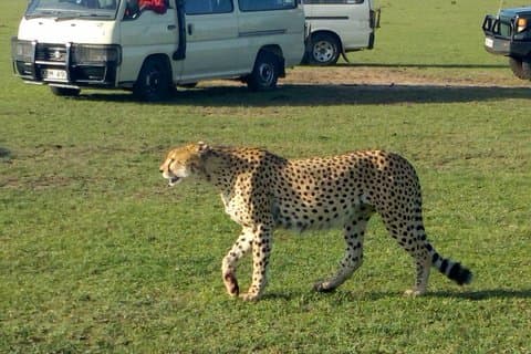 3Days 2nights Masai Mara group joining safari