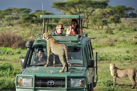1 Day Private Safari in Tarangire National Park