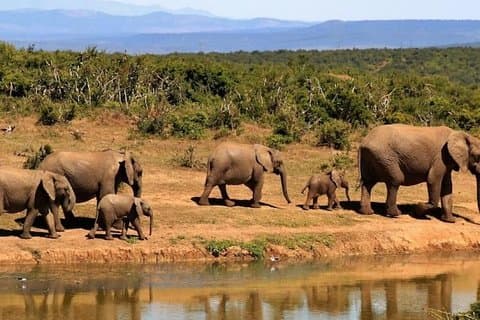 4 Tage Wildlife Safaris in Uganda
