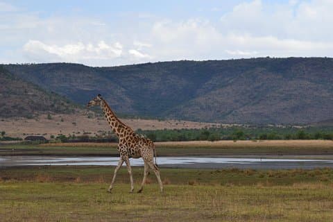 Ganztagesausflug zum Pilanesberg National Park ab Johannesburg