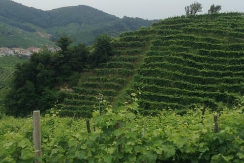 Prosecco Wine Tour With Tiramisu 'Från Venedig