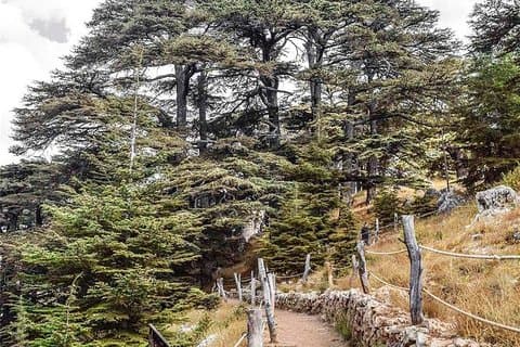Cedars of Lebanon, Qozhaya, & Bcharreh - med lunsj