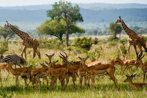2 Tage kurze und aufregende Mikumi Nationalpark-Safari