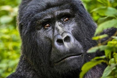 5 días de gorila y safari de vida silvestre en Uganda