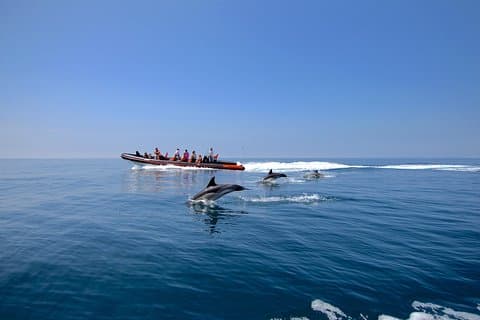 Observation des dauphins et visite des grottes au départ de Vilamoura