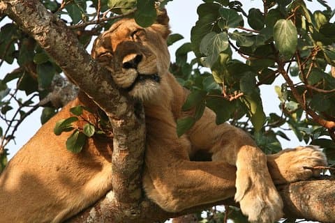 Safari di 3 giorni al parco nazionale Queen Elizabeth