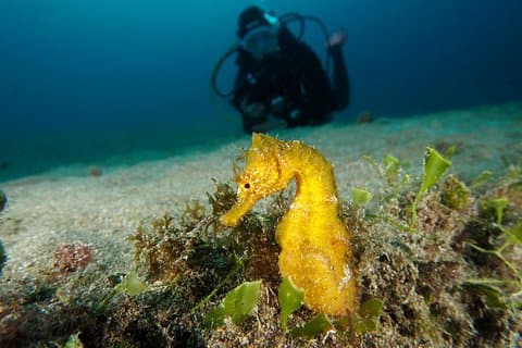 Gör ett privat Try Dive, för din första dykupplevelse!