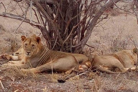 4 Tage Great Amboseli, Tsavo East & West Safari Kenia