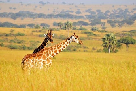 3 Tage Murchison Falls Safari mit Big 5 Sightseeing