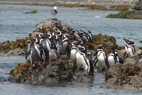 Puerto Montt: Full day Chiloe Island visiting Penguins in Puñihuil